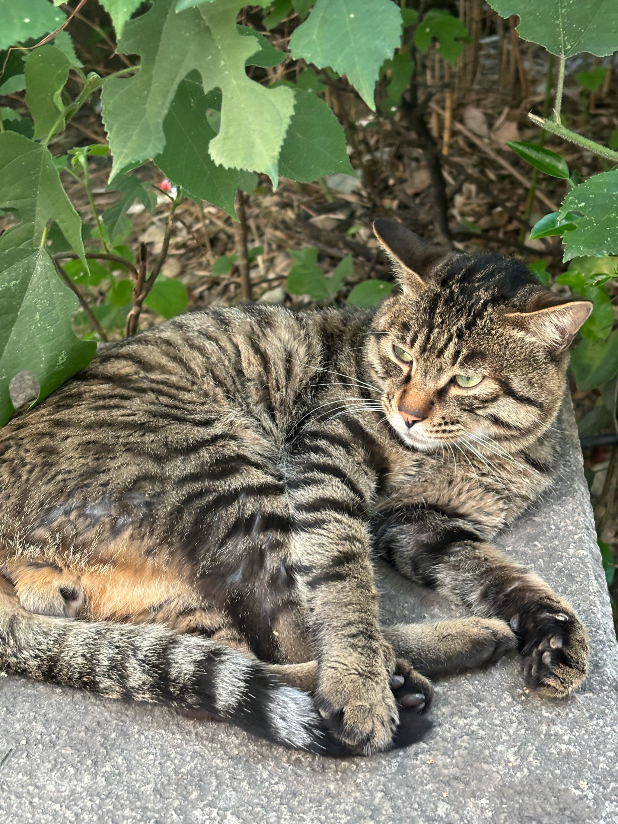 狸花猫镇宅图片