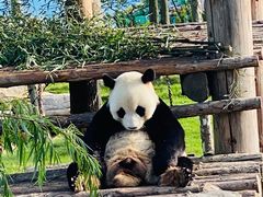 -西霞口神雕山野生动物世界