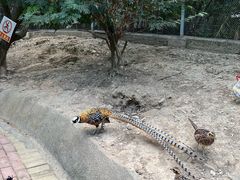 -泉州海丝野生动物世界