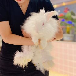 -Moni星球萌宠·小马宝莉·灵蛇·高端高阶全萌宠互动体验俱乐部(红豆国际广场店)