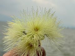 -深圳湾公园(南山区)