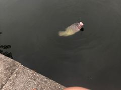 -特种渔场