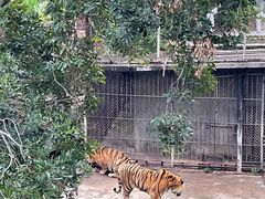 -深圳野生动物园