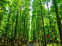 -东平国家森林公园