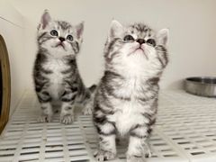 -lincat·猫舍(广州店)
