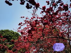 -乌山风景区