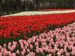 -大宁郁金香公园-停车场