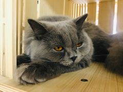 -猫和宫(六道口店)