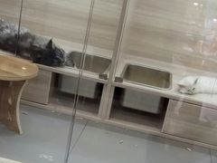 -飞行喵MR PILOT|猫舍·猫咖(静安大融城店)