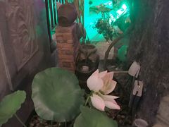 -韵秋荷(宝山龙湖天街店)
