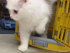 -瑞派康怡24h宠物医院·犬猫医疗中心·微创绝育(瑞景分院)
