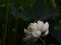 -黄兴公园