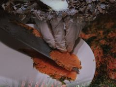 -南湖宾馆·鸳湖阁全日制餐厅