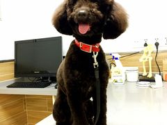 -爱侣宠医·鹦鹉专科·小型哺乳类·异宠专科(灵石路店)