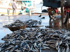 -尼甘布海鲜市场