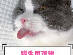 -瑞派天使宠物医院·神经外科·骨科·核磁(洛川中路店)