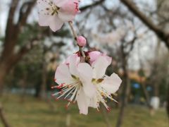 -吉祥馄饨(牡丹园店)