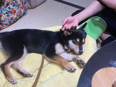-逗柴咖啡屋·狗咖猫咖宠物桌游