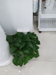 点击看大图 -Cream88颜皮肤管理中心