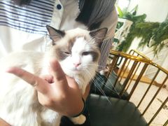 -喵喵咪呀布偶猫咖(春熙路店)