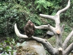 -峨眉山风景名胜区