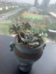 -瑞晨曦催乳产后健康(枣园店)