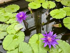 -国家植物园南园