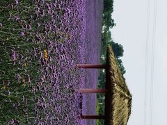 -紫颐香薰山谷景区