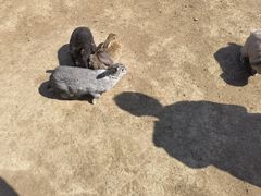 -苏州太湖西山岛开心农场