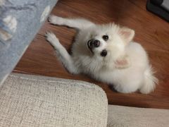 爱侣宠物医院(灵石路总店)-爱侣宠医·鹦鹉专科·小型哺乳类·异宠专科(灵石路店)