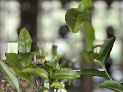 -大可堂普洱茶馆(襄阳南路馆)