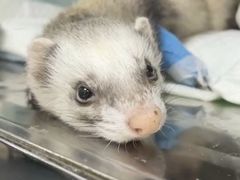 -爱侣宠医·鹦鹉专科·小型哺乳类·异宠专科(灵石路店)