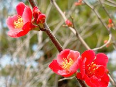 -杭州植物园
