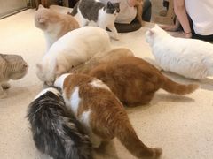 -飞行喵MR PILOT|猫舍·猫咖(静安大融城店)