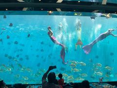 -瑞德姆美人鱼海底演艺主题餐厅(亚龙湾店)