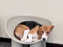 -有喵·猫咖·狗咖·40+猫狗有小奶狗(岗厦店)