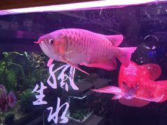 -曲阳花鸟市场(曲阳路店)