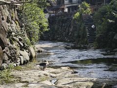 -林坑古村落