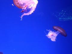 -哈尔滨波塞冬海底世界