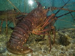 -宜宾海鲜酒家·三十年老字号