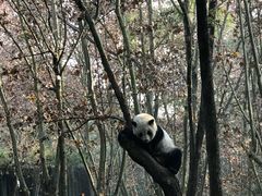-成都大熊猫繁育研究基地