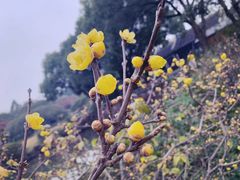 -无锡梅园公园