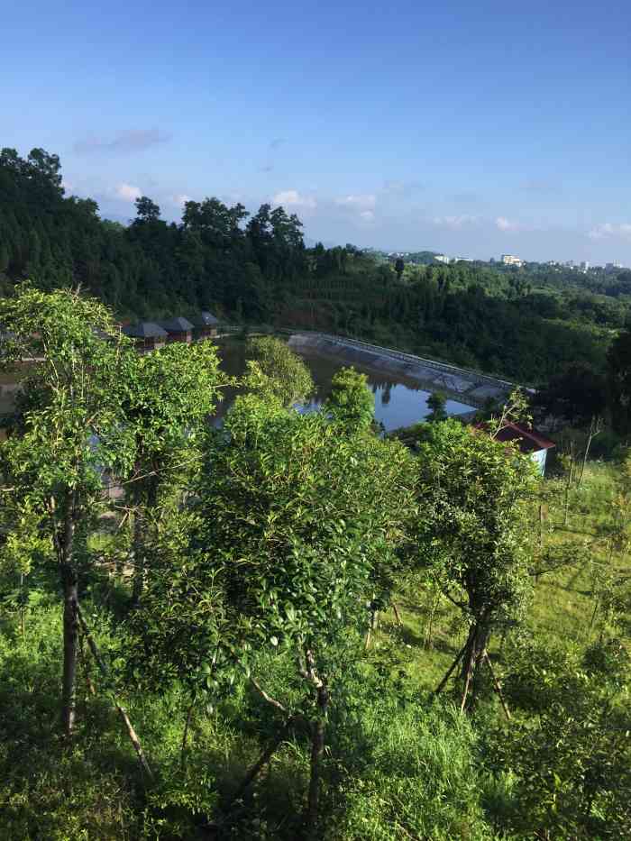 七彩大庄园-"空气新鲜,风景美,一家人一起采摘果实,非.