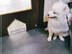 -宠爱国际动物医院· 猫科· 外科·中兽医(长白店)