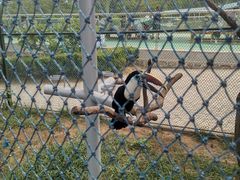 -西霞口神雕山野生动物世界