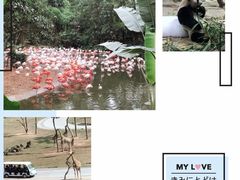 -广州长隆野生动物世界