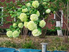 -百年义利(榴乡路店)