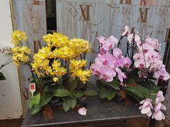 -石家庄市植物园