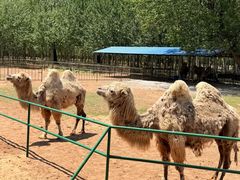 -秦皇岛野生动物园