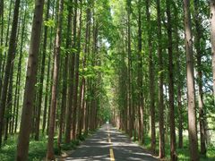 -黄海国家森林公园